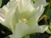 Cotton plant lifecycle